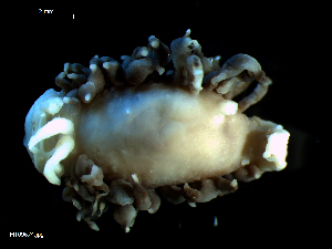  ( - MT09674)  @13 [ ] CreativeCommons - Attribution Non-Commercial Share-Alike (2015) Unspecified Deutsche Zentrum fuer Marine Biodiversitaetsforschung Wilhelmshaven