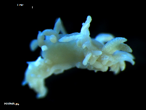  ( - MT09680)  @13 [ ] CreativeCommons - Attribution Non-Commercial Share-Alike (2015) Unspecified Deutsche Zentrum fuer Marine Biodiversitaetsforschung Wilhelmshaven