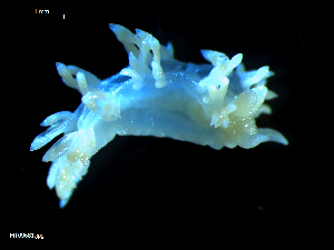  (Flabellina pedata - MT09681)  @11 [ ] CreativeCommons - Attribution Non-Commercial Share-Alike (2015) Unspecified Deutsche Zentrum fuer Marine Biodiversitaetsforschung Wilhelmshaven