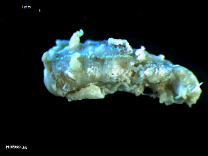  ( - MT09687)  @11 [ ] CreativeCommons - Attribution Non-Commercial Share-Alike (2015) Unspecified Deutsche Zentrum fuer Marine Biodiversitaetsforschung Wilhelmshaven