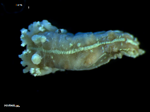  ( - MT09688)  @11 [ ] CreativeCommons - Attribution Non-Commercial Share-Alike (2015) Unspecified Deutsche Zentrum fuer Marine Biodiversitaetsforschung Wilhelmshaven