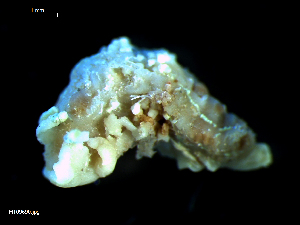  ( - MT09690)  @11 [ ] CreativeCommons - Attribution Non-Commercial Share-Alike (2015) Unspecified Deutsche Zentrum fuer Marine Biodiversitaetsforschung Wilhelmshaven