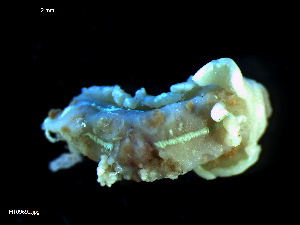  ( - MT09692)  @11 [ ] CreativeCommons - Attribution Non-Commercial Share-Alike (2015) Unspecified Deutsche Zentrum fuer Marine Biodiversitaetsforschung Wilhelmshaven