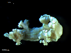  ( - MT09693)  @11 [ ] CreativeCommons - Attribution Non-Commercial Share-Alike (2015) Unspecified Deutsche Zentrum fuer Marine Biodiversitaetsforschung Wilhelmshaven