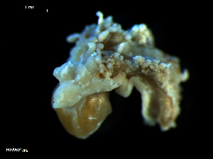  ( - MT09694)  @14 [ ] CreativeCommons - Attribution Non-Commercial Share-Alike (2015) Unspecified Deutsche Zentrum fuer Marine Biodiversitaetsforschung Wilhelmshaven