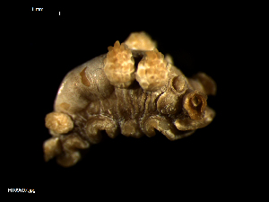  ( - MT09697)  @11 [ ] CreativeCommons - Attribution Non-Commercial Share-Alike (2015) Unspecified Deutsche Zentrum fuer Marine Biodiversitaetsforschung Wilhelmshaven