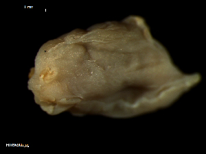  ( - MT09698)  @11 [ ] CreativeCommons - Attribution Non-Commercial Share-Alike (2015) Unspecified Deutsche Zentrum fuer Marine Biodiversitaetsforschung Wilhelmshaven