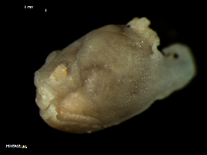  ( - MT09699)  @11 [ ] CreativeCommons - Attribution Non-Commercial Share-Alike (2015) Unspecified Deutsche Zentrum fuer Marine Biodiversitaetsforschung Wilhelmshaven