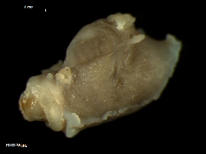  ( - MT09700)  @11 [ ] CreativeCommons - Attribution Non-Commercial Share-Alike (2015) Unspecified Deutsche Zentrum fuer Marine Biodiversitaetsforschung Wilhelmshaven