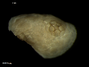  ( - MT09703)  @11 [ ] CreativeCommons - Attribution Non-Commercial Share-Alike (2015) Unspecified Deutsche Zentrum fuer Marine Biodiversitaetsforschung Wilhelmshaven