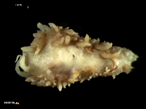  ( - MT09705)  @14 [ ] CreativeCommons - Attribution Non-Commercial Share-Alike (2015) Unspecified Deutsche Zentrum fuer Marine Biodiversitaetsforschung Wilhelmshaven