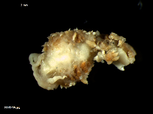  ( - MT09706)  @14 [ ] CreativeCommons - Attribution Non-Commercial Share-Alike (2015) Unspecified Deutsche Zentrum fuer Marine Biodiversitaetsforschung Wilhelmshaven