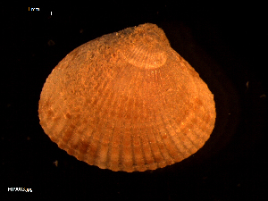  ( - MT09083)  @11 [ ] CreativeCommons - Attribution Non-Commercial Share-Alike (2015) Unspecified Deutsche Zentrum fuer Marine Biodiversitaetsforschung Wilhelmshaven