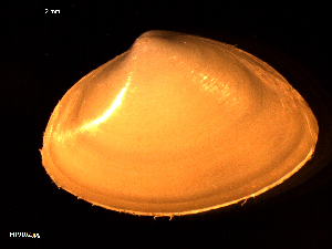  ( - MT09102)  @11 [ ] CreativeCommons - Attribution Non-Commercial Share-Alike (2015) Unspecified Deutsche Zentrum fuer Marine Biodiversitaetsforschung Wilhelmshaven