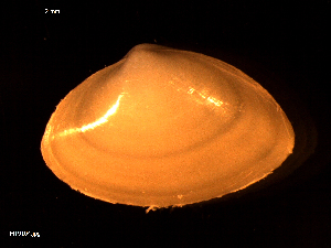  ( - MT09104)  @11 [ ] CreativeCommons - Attribution Non-Commercial Share-Alike (2015) Unspecified Deutsche Zentrum fuer Marine Biodiversitaetsforschung Wilhelmshaven