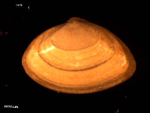  ( - MT09112)  @11 [ ] CreativeCommons - Attribution Non-Commercial Share-Alike (2015) Unspecified Deutsche Zentrum fuer Marine Biodiversitaetsforschung Wilhelmshaven