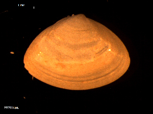  ( - MT09113)  @11 [ ] CreativeCommons - Attribution Non-Commercial Share-Alike (2015) Unspecified Deutsche Zentrum fuer Marine Biodiversitaetsforschung Wilhelmshaven