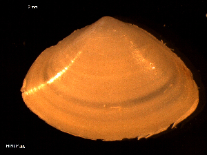  ( - MT09114)  @11 [ ] CreativeCommons - Attribution Non-Commercial Share-Alike (2015) Unspecified Deutsche Zentrum fuer Marine Biodiversitaetsforschung Wilhelmshaven