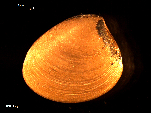  ( - MT09141)  @11 [ ] CreativeCommons - Attribution Non-Commercial Share-Alike (2015) Unspecified Deutsche Zentrum fuer Marine Biodiversitaetsforschung Wilhelmshaven