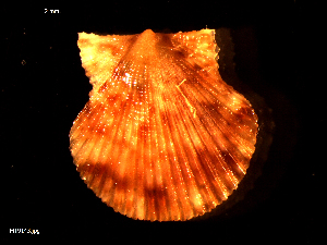  ( - MT09143)  @11 [ ] CreativeCommons - Attribution Non-Commercial Share-Alike (2015) Unspecified Deutsche Zentrum fuer Marine Biodiversitaetsforschung Wilhelmshaven
