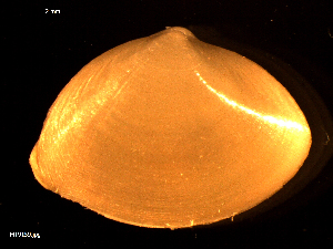  ( - MT09159)  @13 [ ] CreativeCommons - Attribution Non-Commercial Share-Alike (2015) Unspecified Deutsche Zentrum fuer Marine Biodiversitaetsforschung Wilhelmshaven