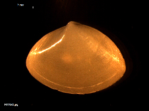  ( - MT09161)  @11 [ ] CreativeCommons - Attribution Non-Commercial Share-Alike (2015) Unspecified Deutsche Zentrum fuer Marine Biodiversitaetsforschung Wilhelmshaven