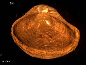  ( - MT09171)  @12 [ ] CreativeCommons - Attribution Non-Commercial Share-Alike (2015) Unspecified Deutsche Zentrum fuer Marine Biodiversitaetsforschung Wilhelmshaven