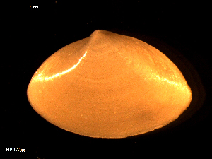  ( - MT09172)  @11 [ ] CreativeCommons - Attribution Non-Commercial Share-Alike (2015) Unspecified Deutsche Zentrum fuer Marine Biodiversitaetsforschung Wilhelmshaven