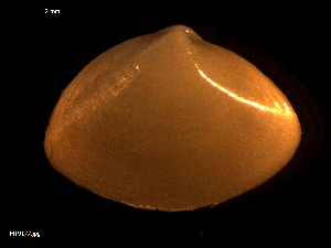  ( - MT09177)  @11 [ ] CreativeCommons - Attribution Non-Commercial Share-Alike (2015) Unspecified Deutsche Zentrum fuer Marine Biodiversitaetsforschung Wilhelmshaven