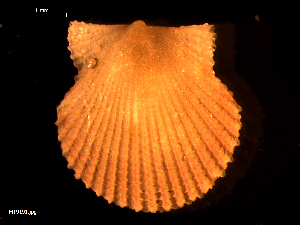  ( - MT09191)  @11 [ ] CreativeCommons - Attribution Non-Commercial Share-Alike (2015) Unspecified Deutsche Zentrum fuer Marine Biodiversitaetsforschung Wilhelmshaven
