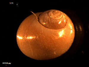  ( - MT09195)  @11 [ ] CreativeCommons - Attribution Non-Commercial Share-Alike (2015) Unspecified Deutsche Zentrum fuer Marine Biodiversitaetsforschung Wilhelmshaven