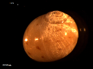  ( - MT09196)  @11 [ ] CreativeCommons - Attribution Non-Commercial Share-Alike (2015) Unspecified Deutsche Zentrum fuer Marine Biodiversitaetsforschung Wilhelmshaven