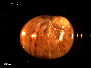  ( - MT09201)  @11 [ ] CreativeCommons - Attribution Non-Commercial Share-Alike (2015) Unspecified Deutsche Zentrum fuer Marine Biodiversitaetsforschung Wilhelmshaven