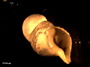  ( - MT09202)  @11 [ ] CreativeCommons - Attribution Non-Commercial Share-Alike (2015) Unspecified Deutsche Zentrum fuer Marine Biodiversitaetsforschung Wilhelmshaven