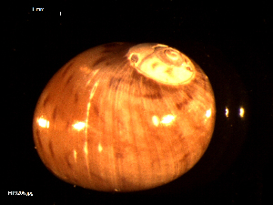  ( - MT09206)  @11 [ ] CreativeCommons - Attribution Non-Commercial Share-Alike (2015) Unspecified Deutsche Zentrum fuer Marine Biodiversitaetsforschung Wilhelmshaven