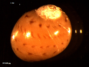  ( - MT09208)  @11 [ ] CreativeCommons - Attribution Non-Commercial Share-Alike (2015) Unspecified Deutsche Zentrum fuer Marine Biodiversitaetsforschung Wilhelmshaven