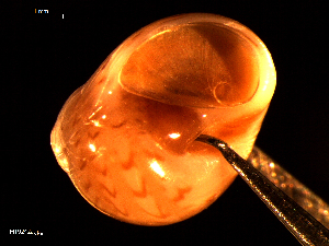  ( - MT09242)  @11 [ ] CreativeCommons - Attribution Non-Commercial Share-Alike (2015) Unspecified Deutsche Zentrum fuer Marine Biodiversitaetsforschung Wilhelmshaven