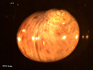  ( - MT09242)  @11 [ ] CreativeCommons - Attribution Non-Commercial Share-Alike (2015) Unspecified Deutsche Zentrum fuer Marine Biodiversitaetsforschung Wilhelmshaven