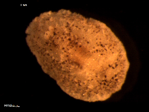  ( - MT09252)  @12 [ ] CreativeCommons - Attribution Non-Commercial Share-Alike (2015) Unspecified Deutsche Zentrum fuer Marine Biodiversitaetsforschung Wilhelmshaven