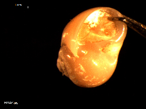  ( - MT09254)  @11 [ ] CreativeCommons - Attribution Non-Commercial Share-Alike (2015) Unspecified Deutsche Zentrum fuer Marine Biodiversitaetsforschung Wilhelmshaven