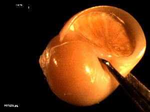  ( - MT09255)  @11 [ ] CreativeCommons - Attribution Non-Commercial Share-Alike (2015) Unspecified Deutsche Zentrum fuer Marine Biodiversitaetsforschung Wilhelmshaven