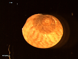  ( - MT09258)  @11 [ ] CreativeCommons - Attribution Non-Commercial Share-Alike (2015) Unspecified Deutsche Zentrum fuer Marine Biodiversitaetsforschung Wilhelmshaven