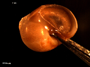  ( - MT09262)  @11 [ ] CreativeCommons - Attribution Non-Commercial Share-Alike (2015) Unspecified Deutsche Zentrum fuer Marine Biodiversitaetsforschung Wilhelmshaven