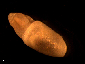  ( - MT09273)  @11 [ ] CreativeCommons - Attribution Non-Commercial Share-Alike (2015) Unspecified Deutsche Zentrum fuer Marine Biodiversitaetsforschung Wilhelmshaven