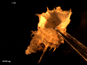 ( - MT09307)  @11 [ ] CreativeCommons - Attribution Non-Commercial Share-Alike (2015) Unspecified Deutsche Zentrum fuer Marine Biodiversitaetsforschung Wilhelmshaven