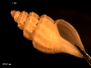  ( - MT09314)  @11 [ ] CreativeCommons - Attribution Non-Commercial Share-Alike (2015) Unspecified Deutsche Zentrum fuer Marine Biodiversitaetsforschung Wilhelmshaven