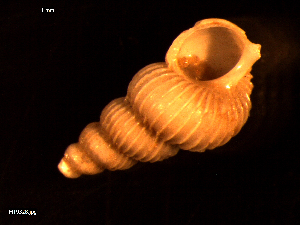  ( - MT09328)  @11 [ ] CreativeCommons - Attribution Non-Commercial Share-Alike (2015) Unspecified Deutsche Zentrum fuer Marine Biodiversitaetsforschung Wilhelmshaven