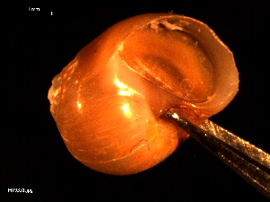  ( - MT09331)  @11 [ ] CreativeCommons - Attribution Non-Commercial Share-Alike (2015) Unspecified Deutsche Zentrum fuer Marine Biodiversitaetsforschung Wilhelmshaven