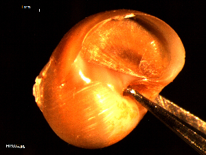  ( - MT09332)  @11 [ ] CreativeCommons - Attribution Non-Commercial Share-Alike (2015) Unspecified Deutsche Zentrum fuer Marine Biodiversitaetsforschung Wilhelmshaven