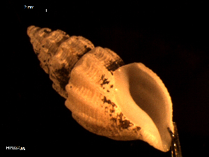  ( - MT09337)  @11 [ ] CreativeCommons - Attribution Non-Commercial Share-Alike (2015) Unspecified Deutsche Zentrum fuer Marine Biodiversitaetsforschung Wilhelmshaven